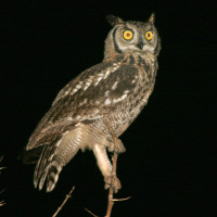 Spotted Eagle-Owl